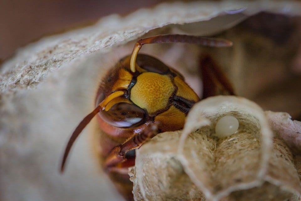 Hornet in a nest