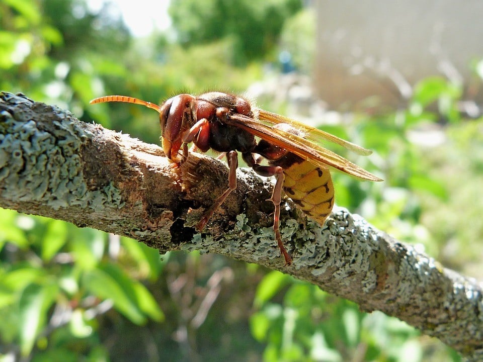 Hornets in tree branch