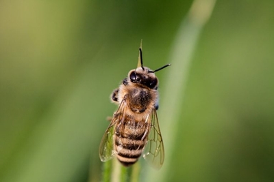 Bee Control Expert