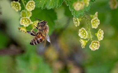 Commercial & Residential Bee Control